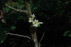 Dendrobium ovatum